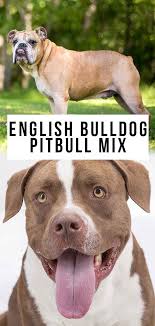 Pit bull terrier bulldog mix. English Bulldog Pitbull Mix Could This Be A Happy Healthy Pet