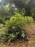 Image result for Psychotria diversinodula