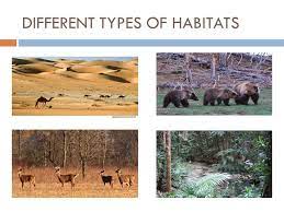 Living organisms found living in terrestrial habitats include human beings, domestic animals, wild animals and plants. Adaptation Lessons Blendspace