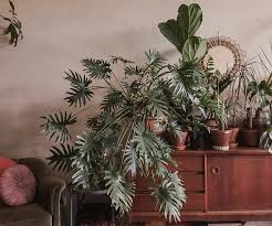Günstige palmen kaufen für ihr zuhause im grünen. Die Besten Pflegeleichten Zimmerpflanzen Indoor Pflanzen