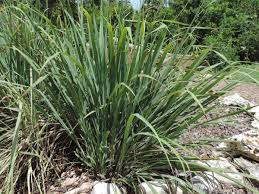 Image result for Cymbopogon caesius