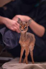 baby dik diks are so tiny it hurts dik dik chester zoo cute animals