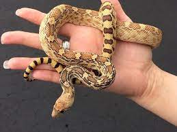 Beautiful Sonoran Gopher Snake Pituophis Catenifer Check Out Our Caresheet For These Pet Snakes Snake Pet Snake Rat Snake