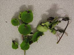 You can also mix some dishwashing soap with water and spray the branches of your trees. Leaf Spot Diseases Of Trees And Shrubs Umn Extension