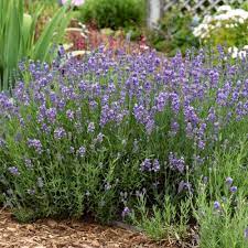 Lavandula Munstead Lavocat S Nursery Online English Lavender Growing Lavender Fragrant Flowers