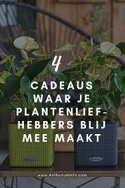 4 cadeaus waar je iedere plantenliefhebber blij mee maakt kamerplanten planten tropische bloemen