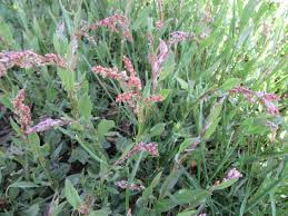 Image result for Rumex lanceolatus