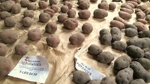 He charges some folks a bushel of potatoes for delivery of a baby. scout, too young to understand the humiliation of this kind of poverty, thinks for potatoes, it's about 50 pounds. If I Plant 10 Pounds Of Seed Potatoes How Many Will I End Up With One Hundred Dollars A Month