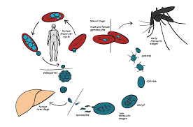 Life cycle of the malaria parasite. What Is Malaria Article Khan Academy