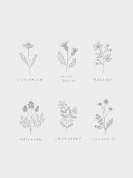 Wildflower Illustration By Illustrator Ryn Frank Www Rynfrank Co Uk Wildflower Drawing Flower Drawing Flower Sketches