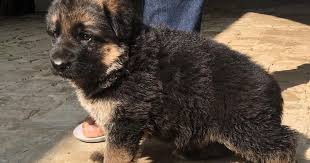 But, don't be too excited yet. German Shepherd Pups In Jalandhar