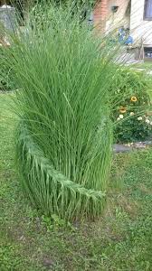 Planter Tip A Halo Made Of Deciduous Plants That Lifts A Middle Container Gardening In 2020 Landschaftsbau Gartenkunst Vorgarten