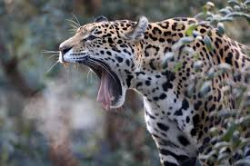 El jaguar animales naturaleza salvaje. Jaguar Animal Inhabitat Green Design Innovation Architecture Green Building
