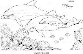 coloriage dauphin dans la mer gratuit animaux dolphin coloring pages fish drawings livre de couleur adultes