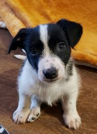 High to low nearest first. Jolly Adoptable Dog Puppy Male Border Collie Jack Russell Terrier Mix Corgi Mix Puppies Puppy Adoption Border Collie Mix Puppies