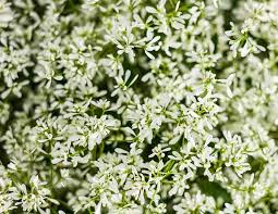 Image result for Euphorbia hypericifolia