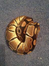Normal Ball Python Snake Python