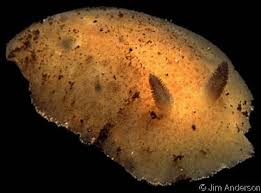 Image result for Cuviera tomentosa