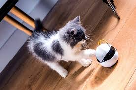 It must be small enough for the cat not to be disturbed when playing and light enough so that the cat will not notis that its there. Ebo App Connected Robot Companion For Cats