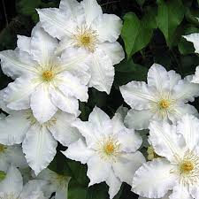 Check spelling or type a new query. Shop Clematis Madame Le Coultre Online Plant New Day