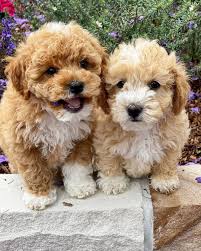 Maybe you would like to learn more about one of these? Adorable Maltipoo Puppies For Sale Home Facebook