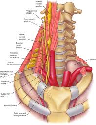 Maybe you would like to learn more about one of these? The Association Between Tinnitus The Neck And Tmj Msk Neurology
