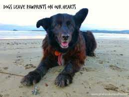 Pet loss quotes can be powerfully emotive when you are grieving the loss of a pet. 21 Comforting Loss Of A Pet Quotes