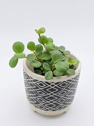 While they don't typically produce fancy flowers (instead producing pale. How To Care For A Peperomia Hope Nick S Garden Center