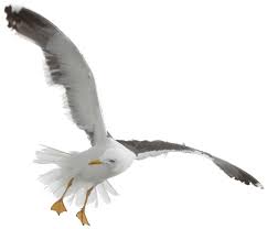 Ocean Birds Png Photo Flying Seagull Png Full Size Png Download Seekpng Images of ocean birds | ucsd nrs: seekpng