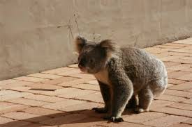 Koala In A Stayz House Koala Animals Koala Bear