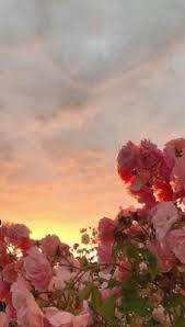 Collection by beep boop • last updated 3 weeks ago. Pink Flower Wallpaper Tumblr Wallpapers Background Pink Aesthetic Backgrounds Flowers 1152x727 Wallpaper Teahub Io