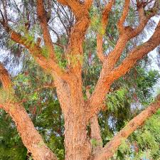 Image result for Schinus molle