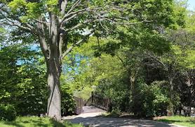 Maybe you would like to learn more about one of these? Whitefish Bay Tree Care Whitefish Bay Tree Removal Service Wi