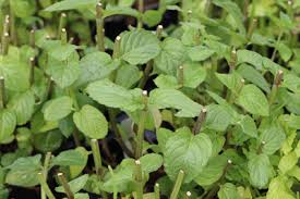 Sie wird im garten angebaut oder in töpfchen auf der fensterbank gezogen. Minze Pflanzen Anbau Pflege Der Pfefferminze Gartendialog De