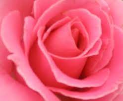 Red Rose Flower Essay