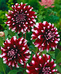 Their colors may not fill out until the plant has experienced a few frosts. 404 You Seem To Be Lost Get Garden Orchids In Uk Bulb Flowers Beautiful Flowers September Flowers