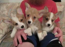 Wellness natural grain free puppy training treats. Cute Little Tricolor Pembroke Welsh Corgi Puppies For Sale For Sale In New River Arizona Classified Americanlisted Com