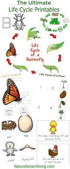 The Ultimate Life Cycle Printables Science Activities Natural Beach Living Life Cycles Butterfly Life Cycle Activity Life Cycles Activities