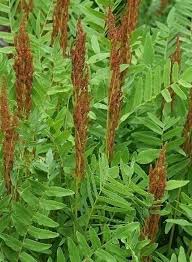 Image result for Osmunda regalis