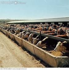 Feedlot Picture Yahoo Search Results Farm Lifestyle Cattle Farming Cattle Ranching