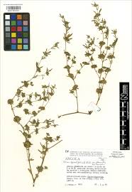 Image result for Glinus