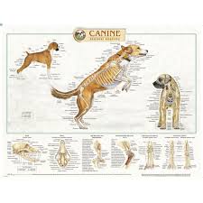 canine skeletal anatomy laminated chart poster