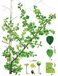 Image result for Colubrina asiatica