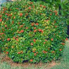 Image result for Ixora nana