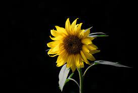 Sleepless Sunflower Poem Sunflower Wallpaper Sunflowers Background Black Flowers Wallpaper