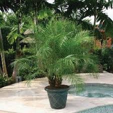 This pigmy date palm brings tropical vibes into any space. Phoenix Roebelenii Pygmy Date Patio Palm Palm Trees Landscaping Backyard Landscaping Pool Landscape Design