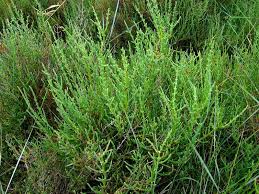 Image result for Sarcocornia natalensis