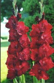 Black Walnut Gladiolus Gladiolus Flowers Beautiful Flowers