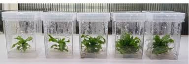 fungal resistant pineapple variety