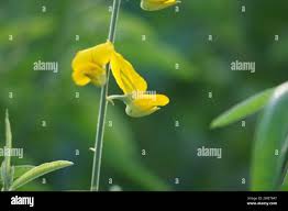 Image result for Crotalaria pallidicaulis